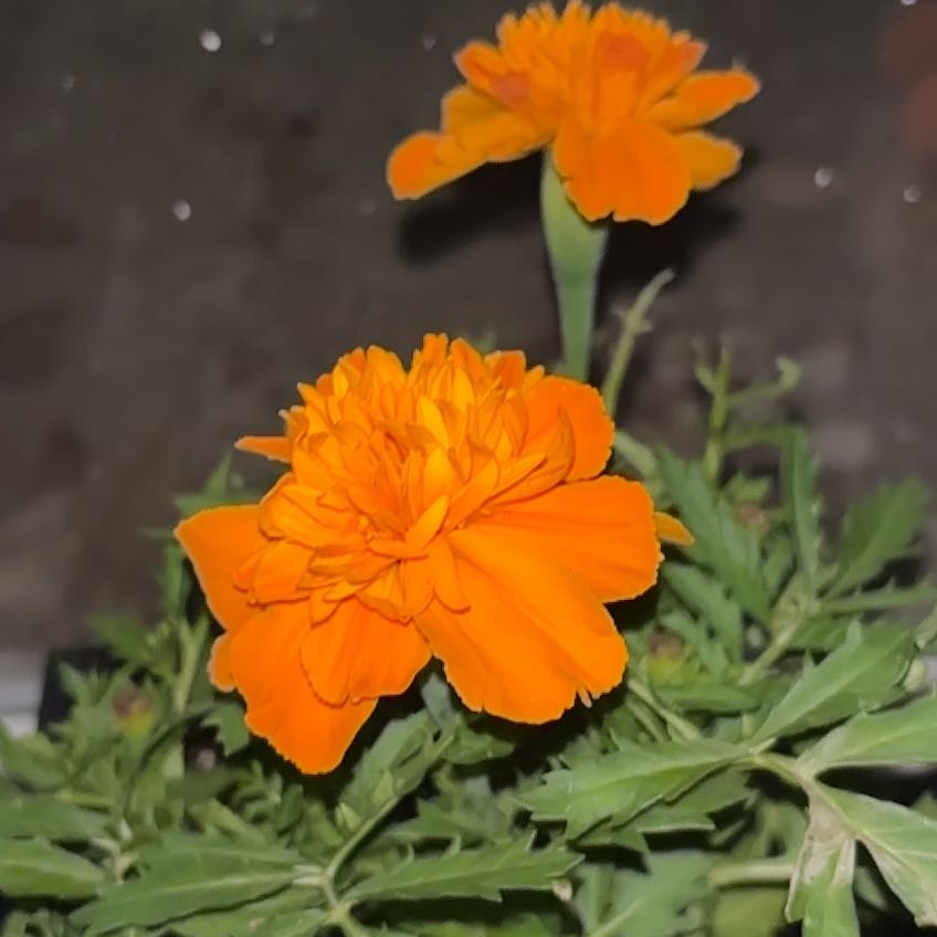 Photo of the plant species Marigold by @SvelteTawapou71 named Beyonce on Greg, the plant care app