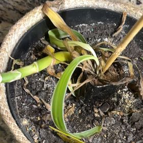 Photo of the plant species Common Eelgrass by @GentleCorkelm51 named Bella on Greg, the plant care app