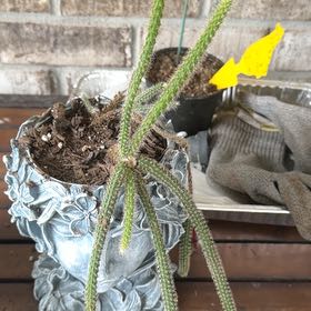 Photo of the plant species Cane Cholla by @GentleCorkelm51 named Einstein on Greg, the plant care app