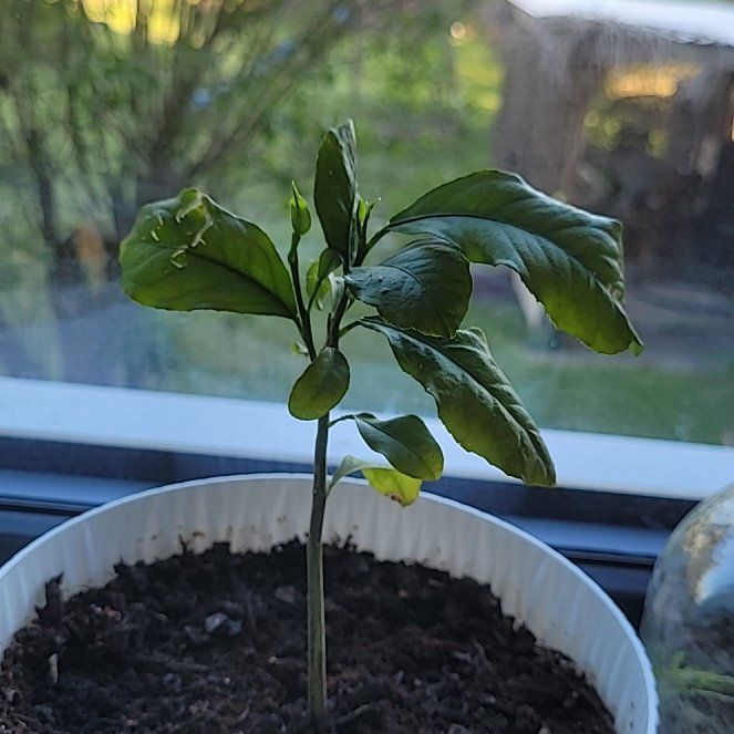 Photo of the plant species Lemon by @CasualKowhai26 named Darwin on Greg, the plant care app
