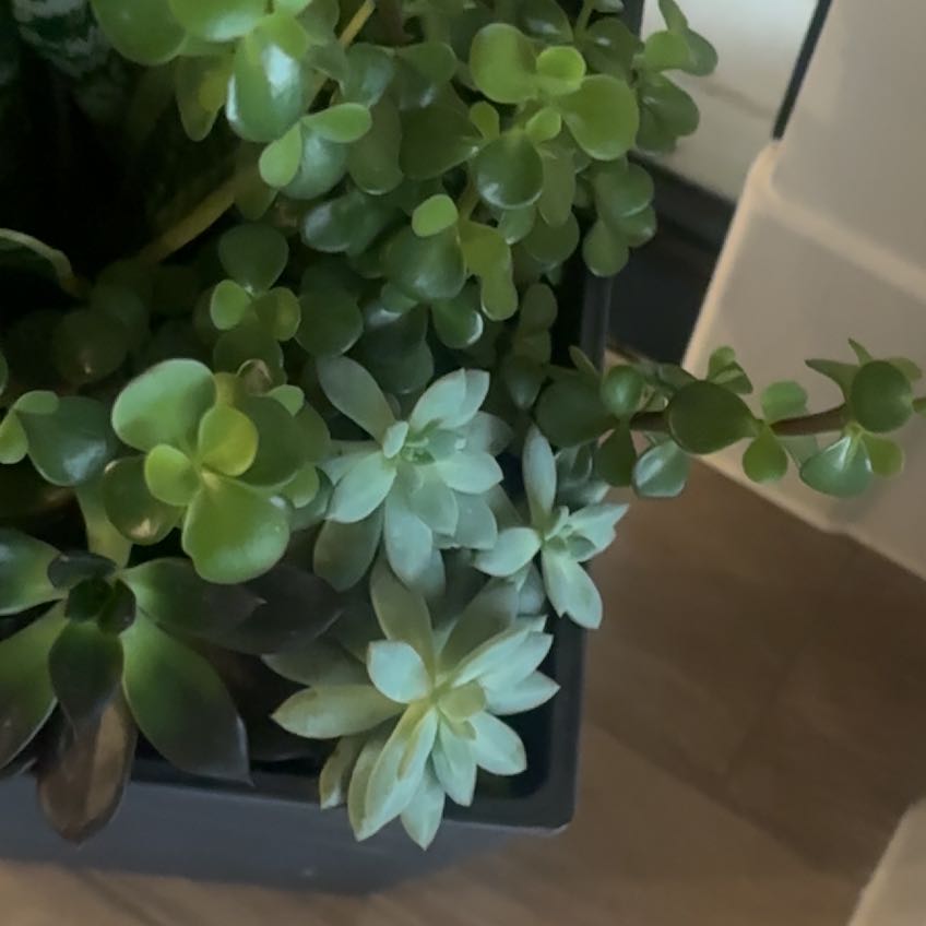 Photo of the plant species Oregon Stonecrop by @FitLuckycoin37 named Michelle Branch on Greg, the plant care app