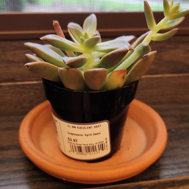Photo of the plant species Graptoveria 'April Dawn' by @GrownWavecactus named Lebron on Greg, the plant care app