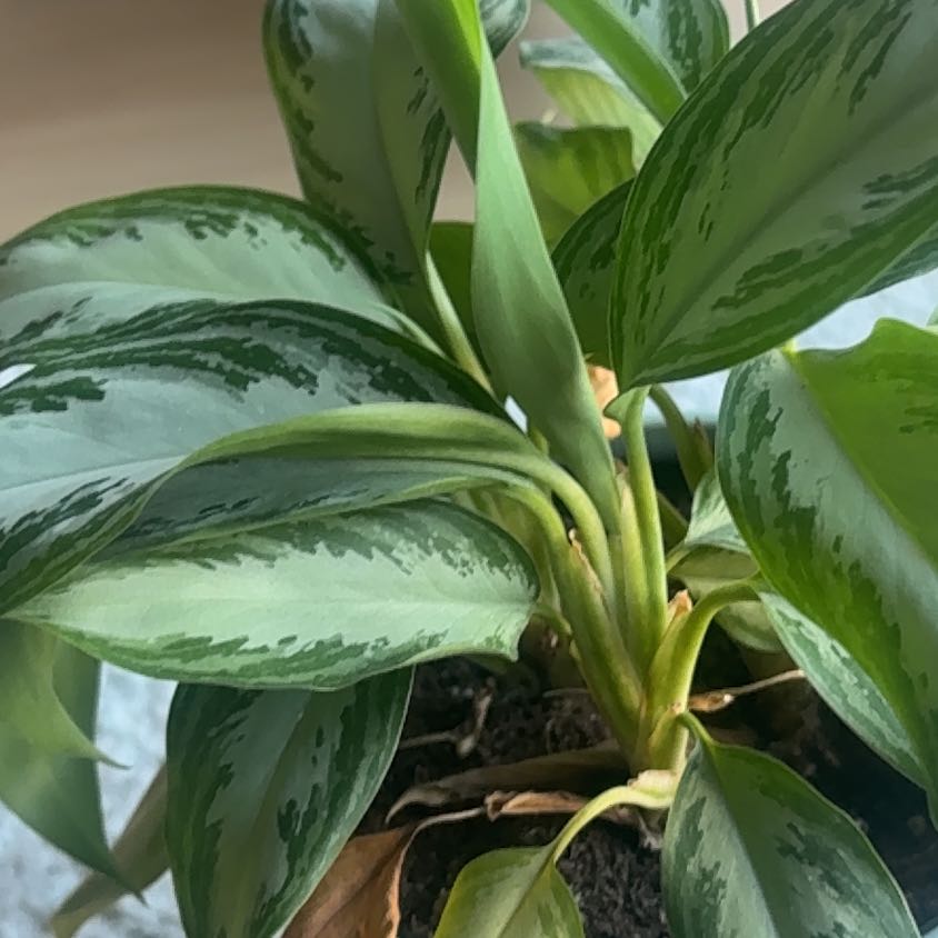 Photo of the plant species Aglaonema 'Sparkling Sarah' by @ProperSucc74 named Ulysses S Plant on Greg, the plant care app