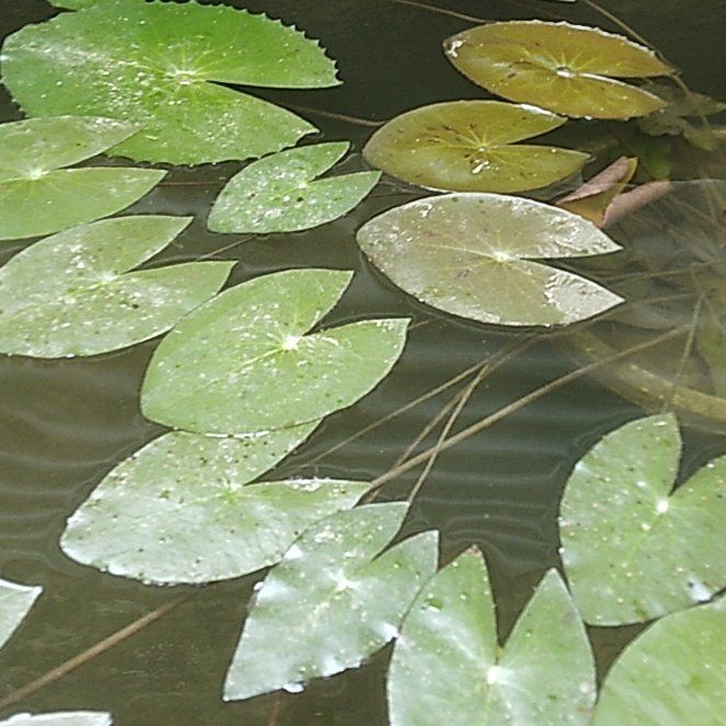 Photo of the plant species Yellow Pond-Lily by @HeirDodder43 named Achilles on Greg, the plant care app