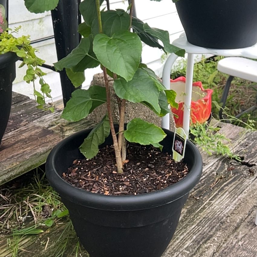 Photo of the plant species Cajun Hibiscus by @HeadCorkelm68 named Stella on Greg, the plant care app