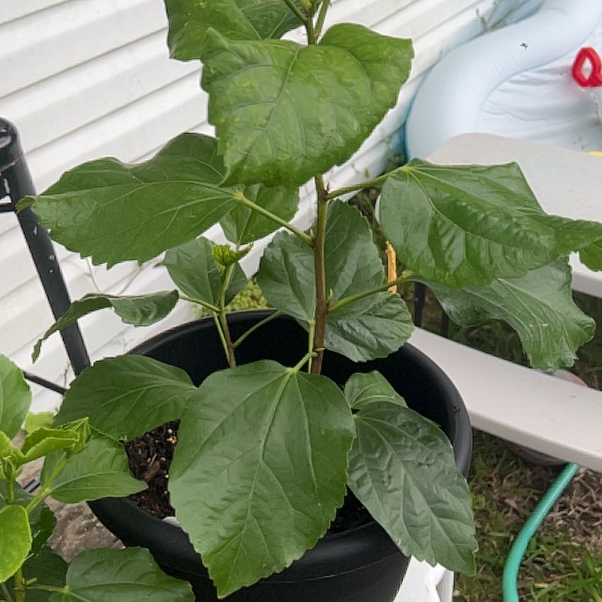 Photo of the plant species Cajun Hibiscus by @HeadCorkelm68 named Mochi on Greg, the plant care app