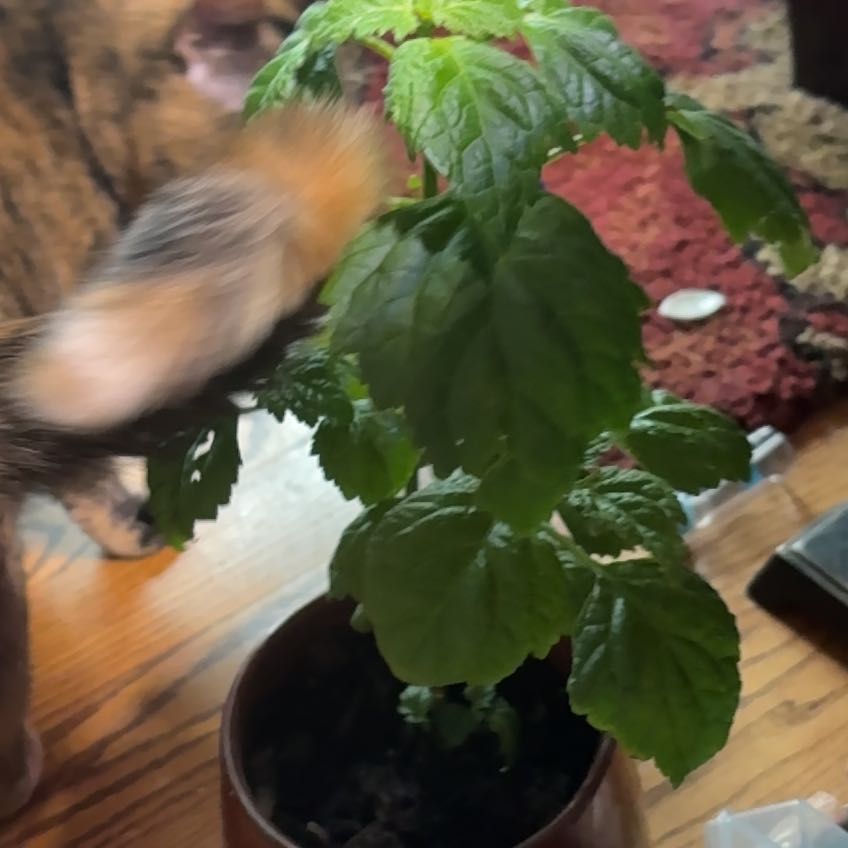 Photo of the plant species Patchouli by @MeekChives79 named Madonna on Greg, the plant care app