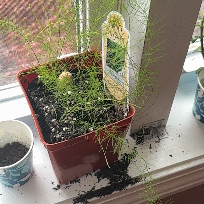 Photo of the plant species Garden Asparagus by @MeekChives79 named Fernie Saunders on Greg, the plant care app