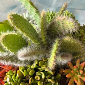 Photo of the plant species Arborescent Prickly Pear by @VastTupeia12 named Einstein on Greg, the plant care app