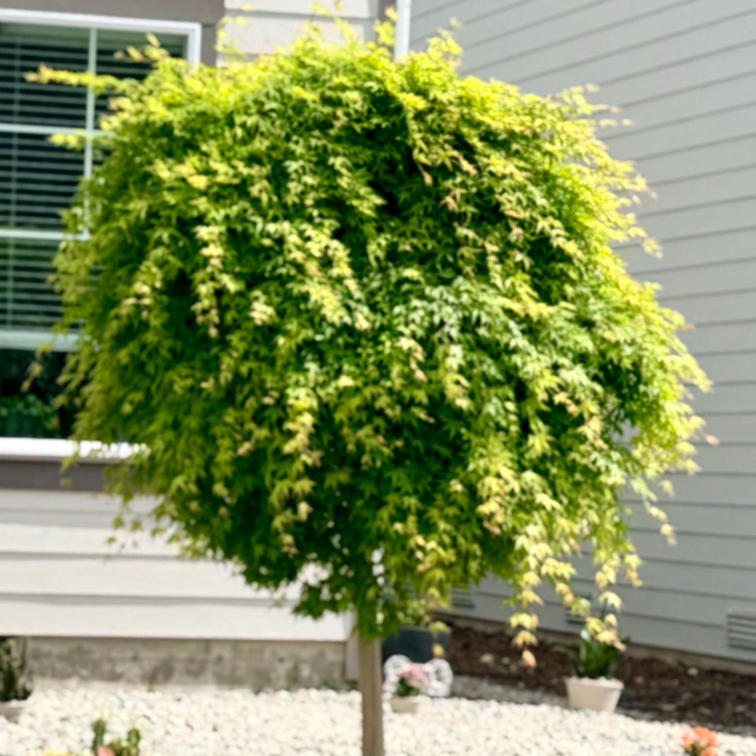 Photo of the plant species China Tree by @VastTupeia12 named Huckleberry Fern on Greg, the plant care app
