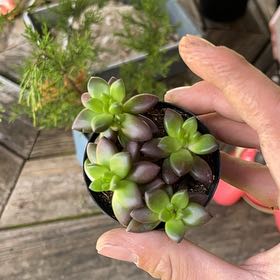 Photo of the plant species Letizia by @GenteelKowhai97 named Nithin on Greg, the plant care app