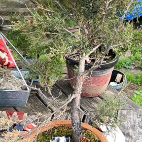 Photo of the plant species Mediterranean Cypress by @GenteelKowhai97 named Naomi on Greg, the plant care app