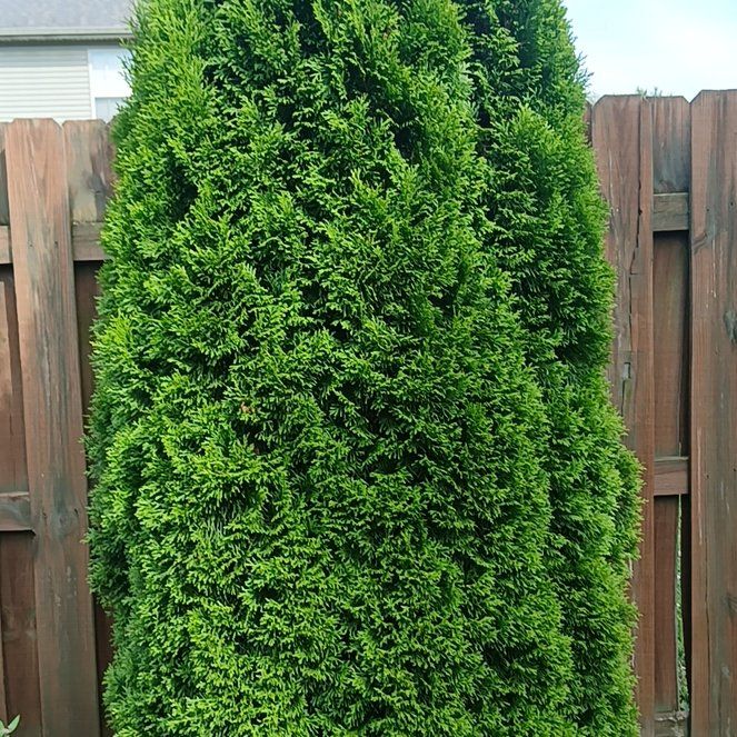 Photo of the plant species Chinese Holly by @UnerringMum34 named James Dean on Greg, the plant care app
