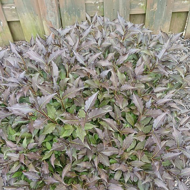 Photo of the plant species Cat's Whiskers by @UnerringMum34 named Huckleberry Fern on Greg, the plant care app