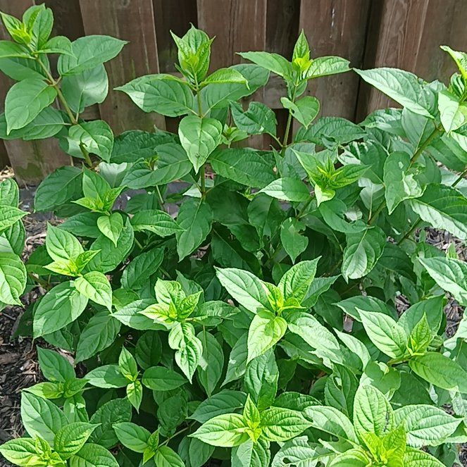 Photo of the plant species Marvel of Peru by @UnerringMum34 named Gomez on Greg, the plant care app