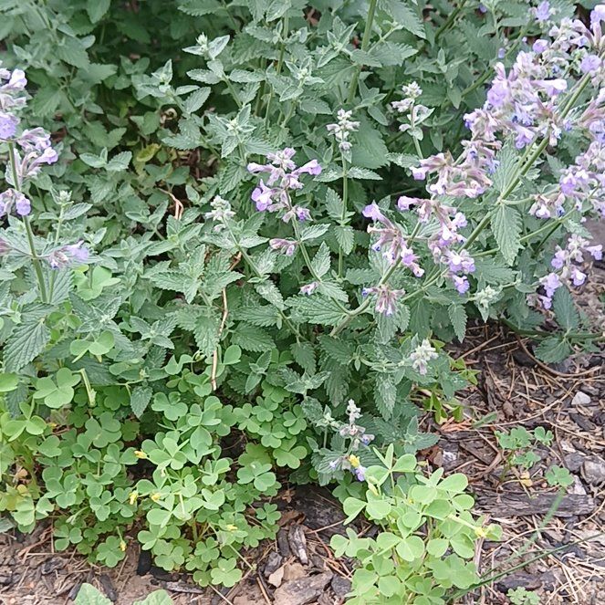 Photo of the plant species Lesser Calamint by @UnerringMum34 named Clooney on Greg, the plant care app