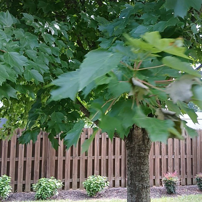 Photo of the plant species Norway Maple by @UnerringMum34 named Elle on Greg, the plant care app