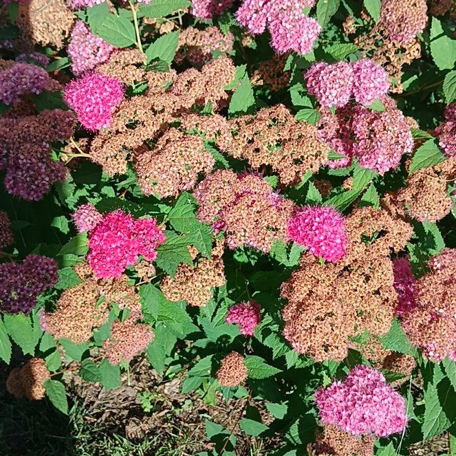 Photo of the plant species Japanese Meadowsweet by @UnerringMum34 named Darwin on Greg, the plant care app