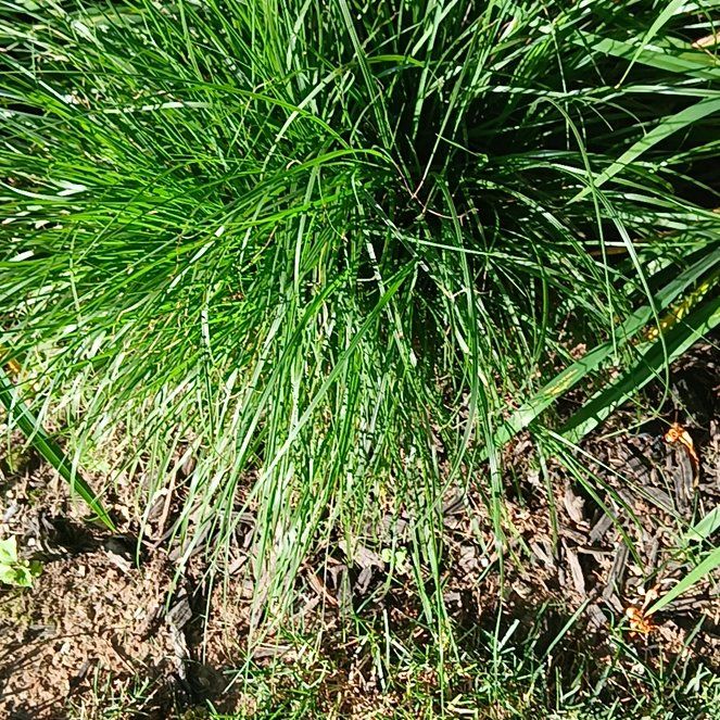 Photo of the plant species Whisk Fern by @UnerringMum34 named Apollo on Greg, the plant care app