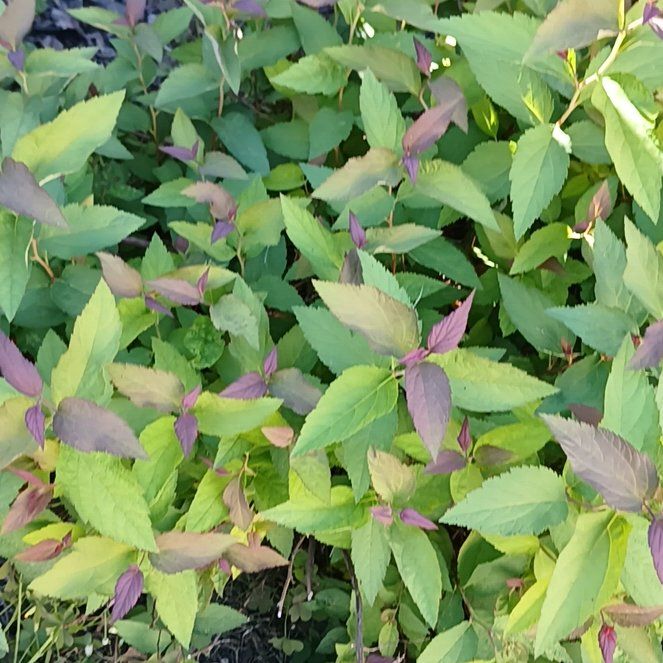 Photo of the plant species Japanese Meadowsweet by @UnerringMum34 named Emerson on Greg, the plant care app