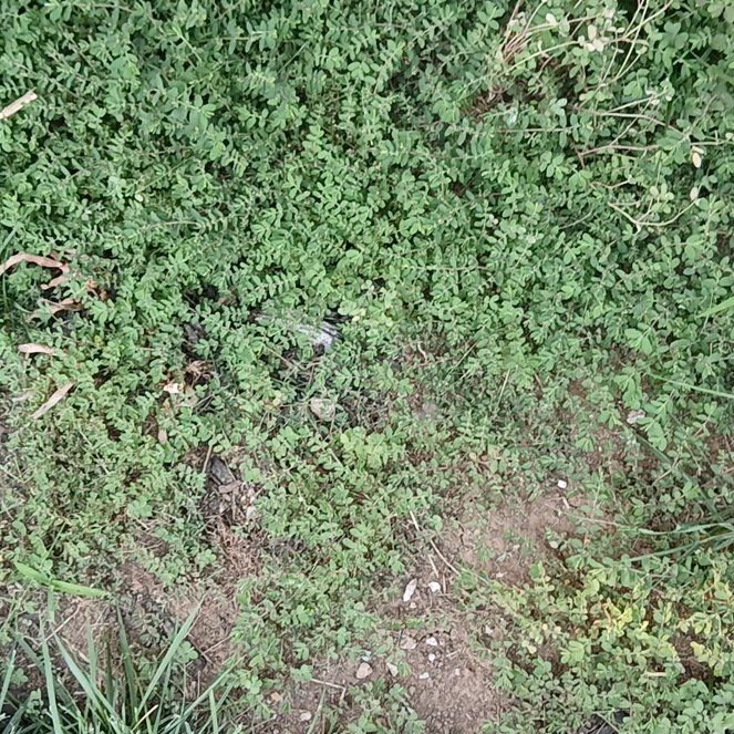 Photo of the plant species Phacelia by @UnerringMum34 named Coco on Greg, the plant care app