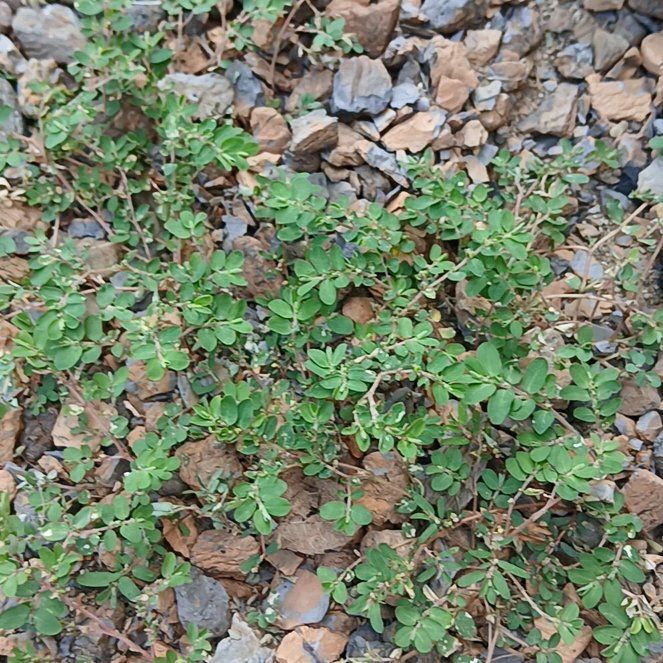 Photo of the plant species Blue Weed by @UnerringMum34 named Fernie Saunders on Greg, the plant care app