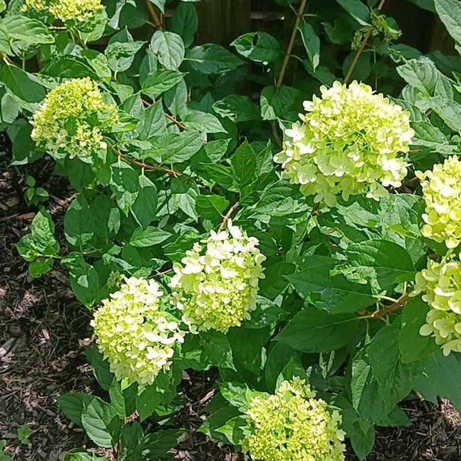 Photo of the plant species Panicle Hydrangea by @UnerringMum34 named Osmo on Greg, the plant care app