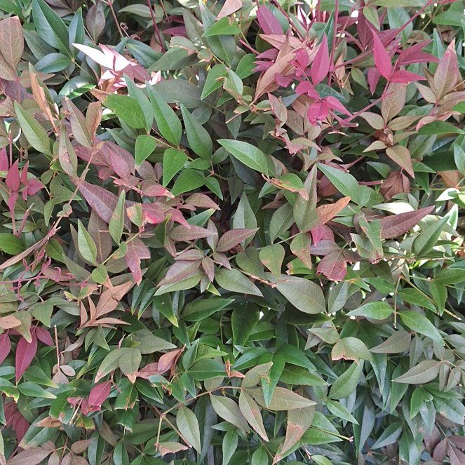 Photo of the plant species Sacred Bamboo by @UnerringMum34 named Luna on Greg, the plant care app