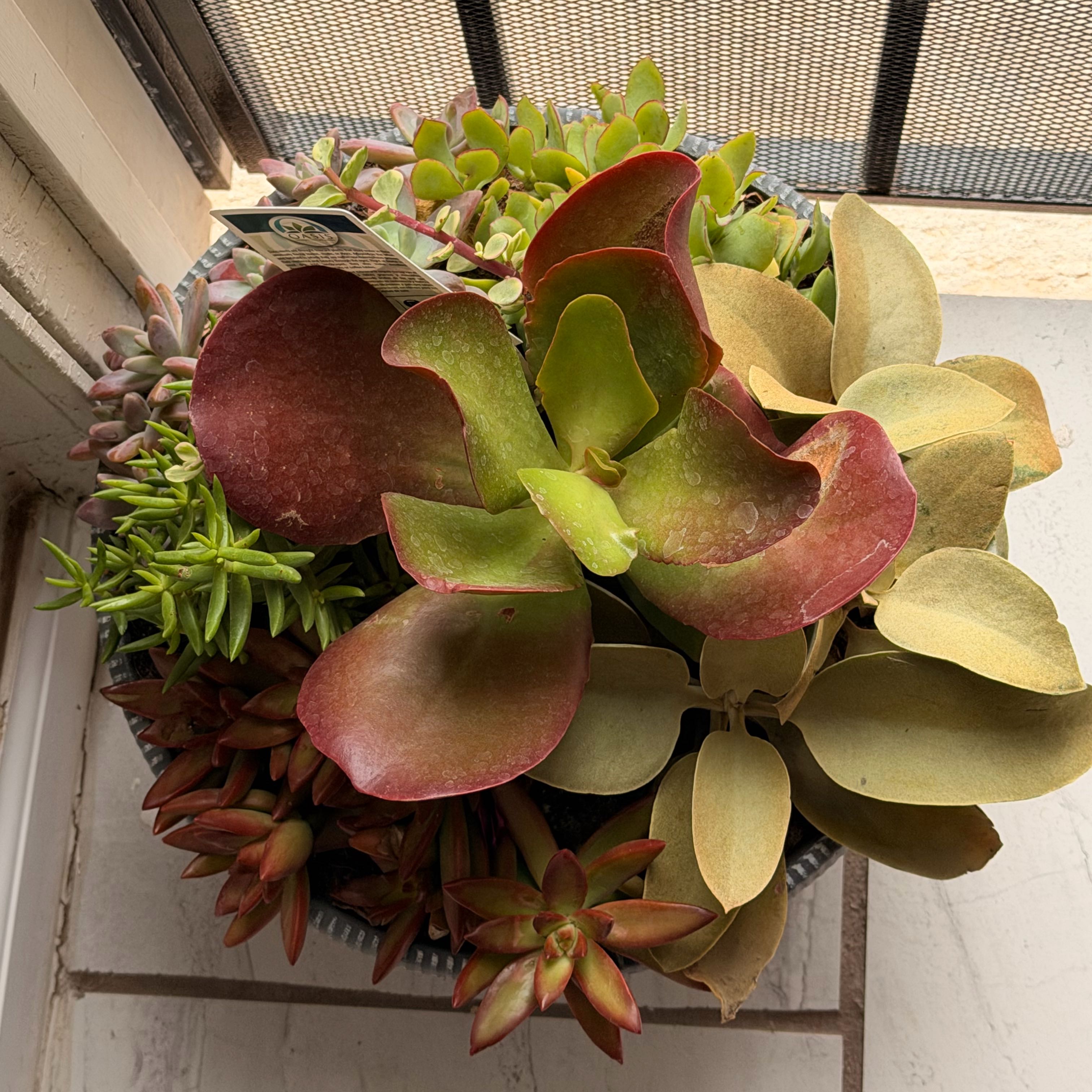 Photo of the plant species Oasis® Plants by @ChummyBalsam62 named Harmony on Greg, the plant care app