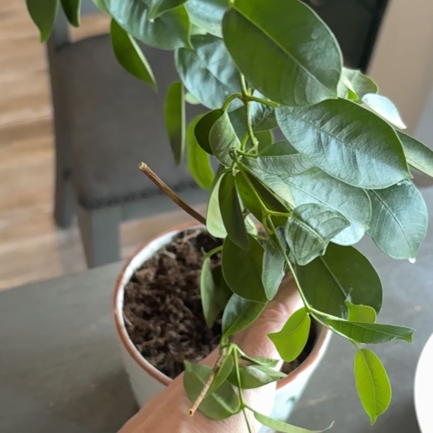 Photo of the plant species Ficus Moclame by @GladRutabaga97 named Beyonce on Greg, the plant care app