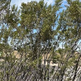 Photo of the plant species Creosote Bush by @MerryChisme22 named Fernie Mercury on Greg, the plant care app