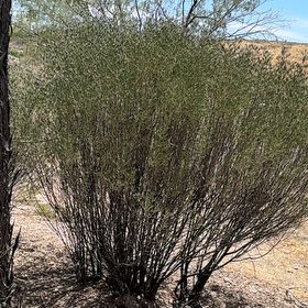 Photo of the plant species Creosote Bush by @MerryChisme22 named Fernie Saunders on Greg, the plant care app
