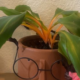 Photo of the plant species Green Orange Spider Plant by @YardSnowberry15 named Leaf Erickson on Greg, the plant care app