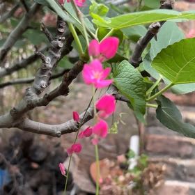 Photo of the plant species Coral Vine by @NewOmnom27 named Forrest on Greg, the plant care app