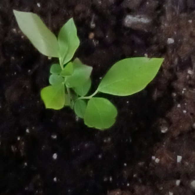 Photo of the plant species Southern Highbush Blueberries by @IdolMelon25 named Gomez on Greg, the plant care app