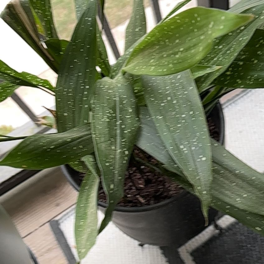Photo of the plant species Cast Iron Milky Way by @ManagerialRye named Andromeda on Greg, the plant care app