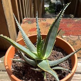 Photo of the plant species Aloe 'Swordfish' by @SirChamise6 named Michelle Branch on Greg, the plant care app