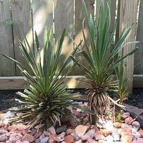 Photo of the plant species Spanish Dagger by @SirChamise6 named Orwell on Greg, the plant care app