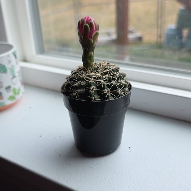 Photo of the plant species Spider Cactus by @KeyMostii44 named Stella on Greg, the plant care app