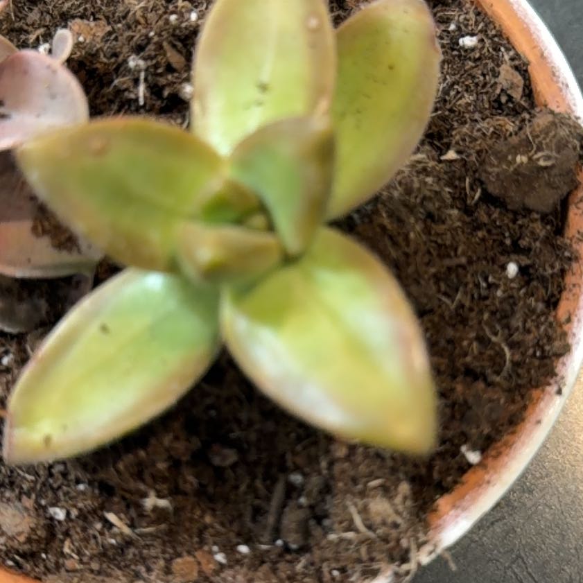 Photo of the plant species golden sedum lime gold by @UnharmedSucc58 named Sanders on Greg, the plant care app