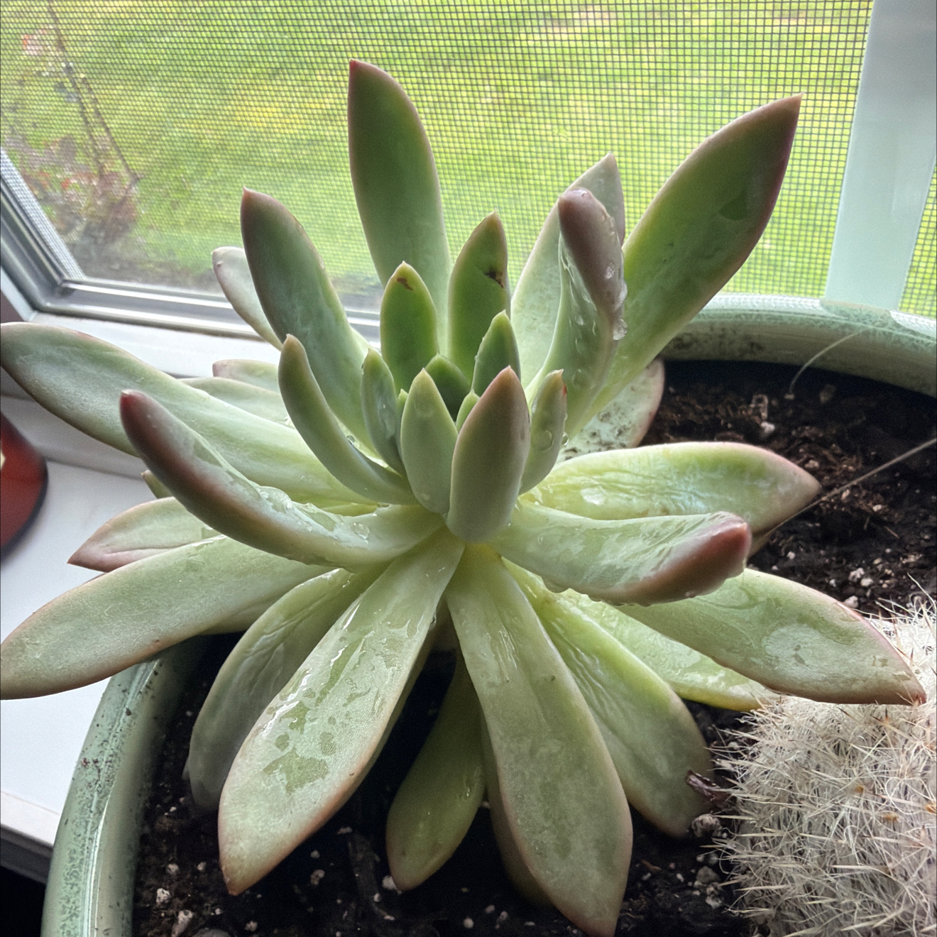 Photo of the plant species Hen And Chicks by @UnharmedSucc58 named Hamilton on Greg, the plant care app