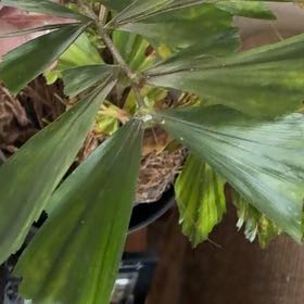 Photo of the plant species Fishtail Palm by @SummeryLovage63 named Xena on Greg, the plant care app