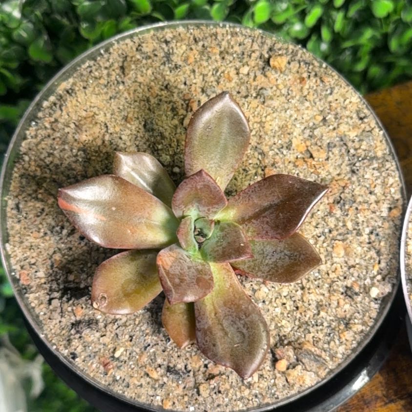Photo of the plant species San Gabriel River Dudleya by @WholeTorgrass80 named Oscar on Greg, the plant care app