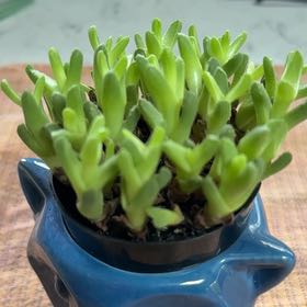Photo of the plant species Stomatium by @ChicRedsage76 named Darwin on Greg, the plant care app