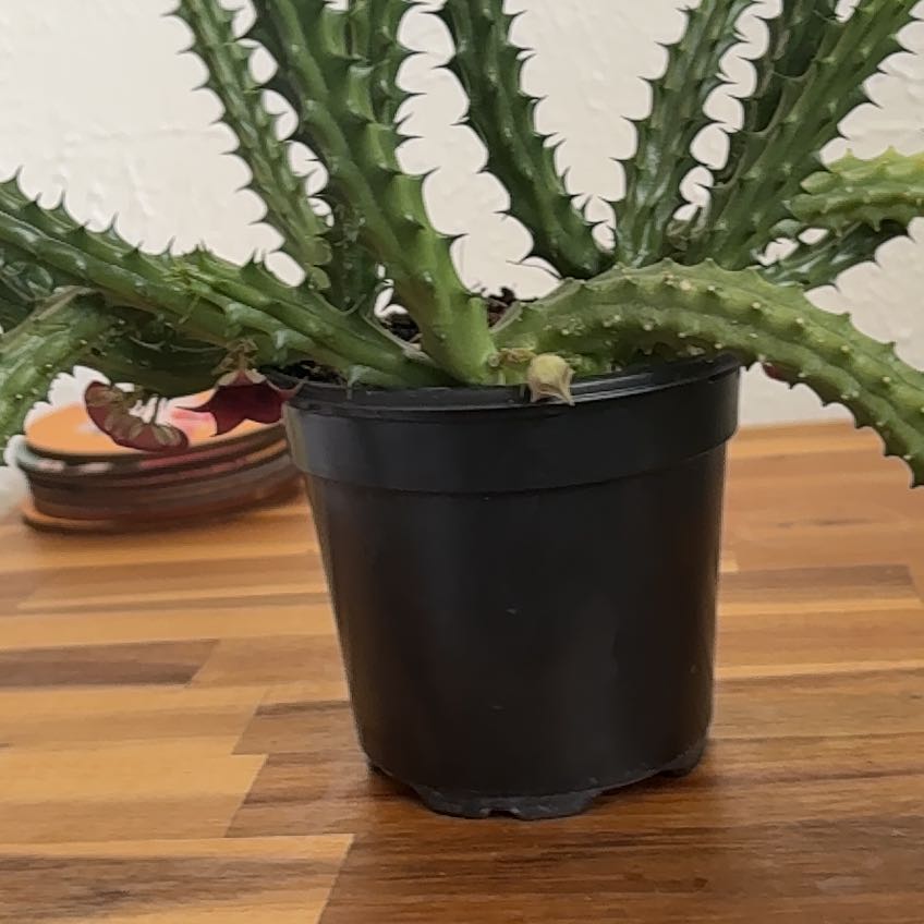 Photo of the plant species Red Dragon Flower by @JollyRedshanks named Xena on Greg, the plant care app