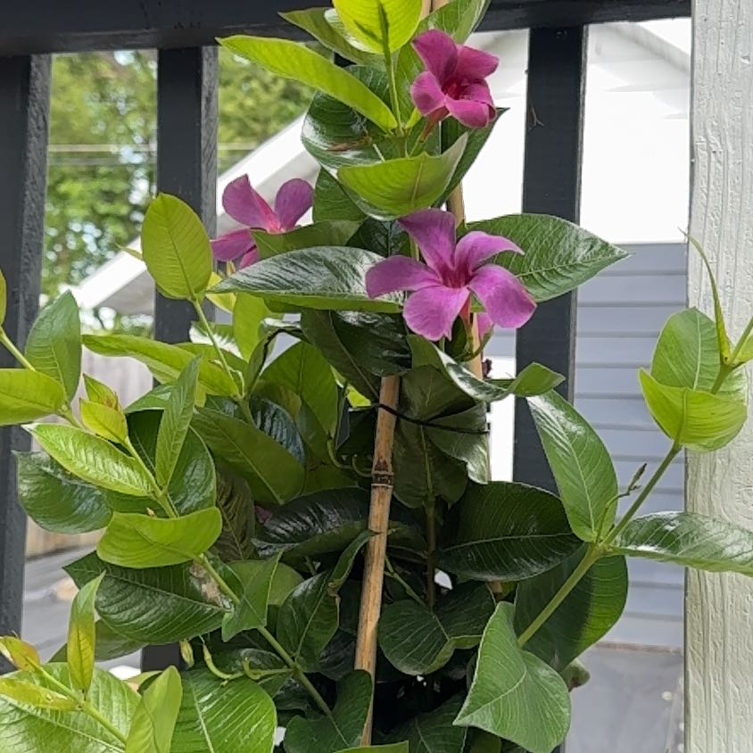 Photo of the plant species 'Bluephoria' by @KinglyBeans13 named Cindy & Mindy on Greg, the plant care app