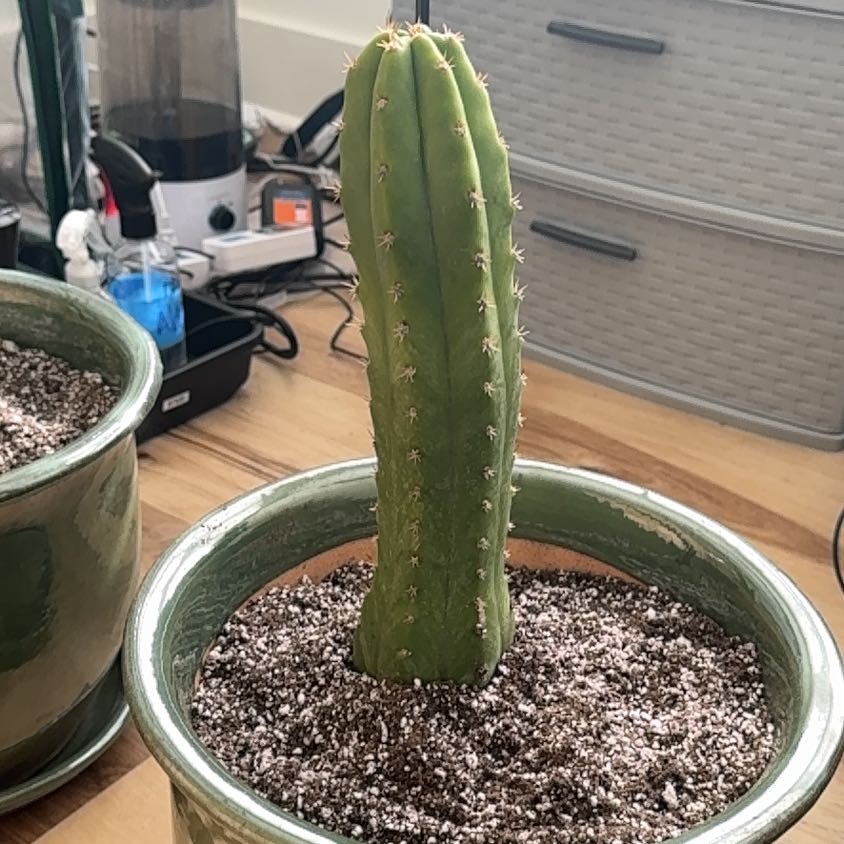 Photo of the plant species San Pedro by @FunBibi27 named Winston on Greg, the plant care app