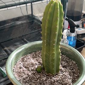 Photo of the plant species San Pedro by @FunBibi27 named Doja Cat on Greg, the plant care app