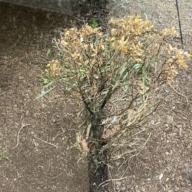 Photo of the plant species Argentine Fleabane by @GutsyRedsword4 named Winston on Greg, the plant care app