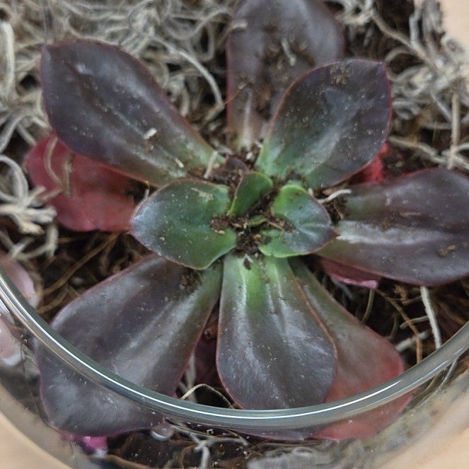 Photo of the plant species Echeveria 'Eliza' by @NourishingKoa75 named Achilles on Greg, the plant care app